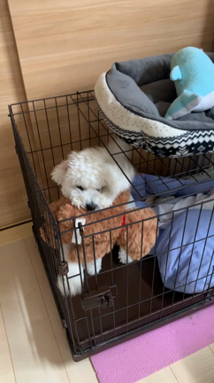 一日一曲473日目♪ドレミの日♪の記事動画