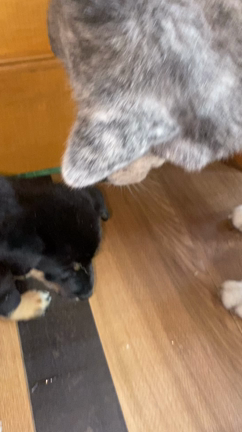 6/27marvelous協賛譲渡会「おいらも参加」の記事動画