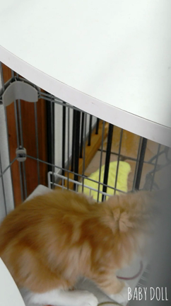 犬に興味津々な猫の記事動画