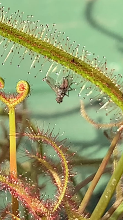 粘液の森の記事動画
