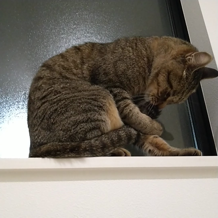 ペロペロの記事動画