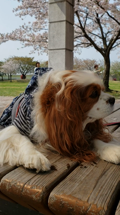 姫たん　お花見p(^-^)qの記事動画