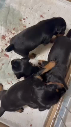 希少犬ジャーマンハンティングテリアの子犬の記事動画