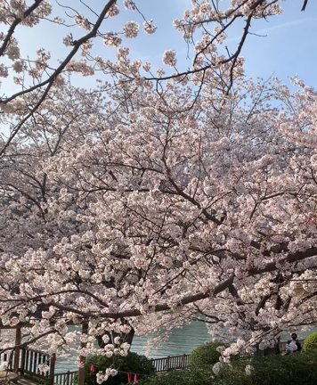 【プライベート】酒津公園の桜、満開の記事動画
