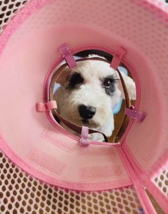 エリザベスカラーの練習の記事動画