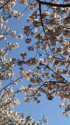 桜の園から健康の有難さを感じましたの記事動画