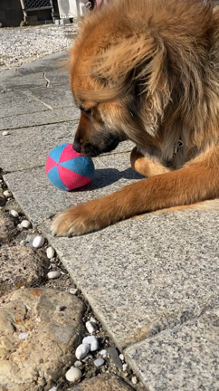 今日のあめちゃんの記事動画