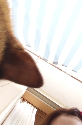 受診記録と最近のことの記事動画