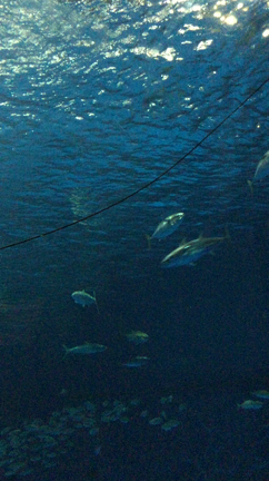 2017年帰省旅　5日目 9月7日(木)の記事動画