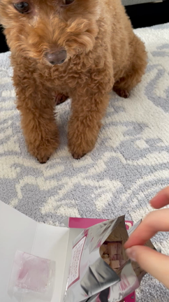 【てんたん】沖縄のお土産はわんこのおやつの記事動画