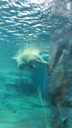 毎週動物園。の記事動画