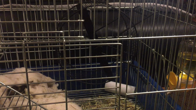 ティミーくん一週間の記事動画