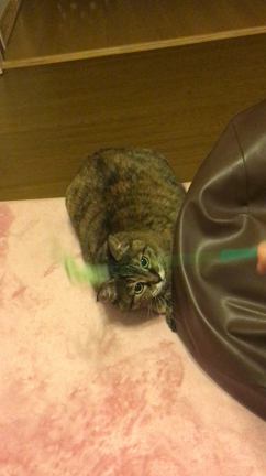 おこもりにょにょさんと健康に目覚める私の記事動画