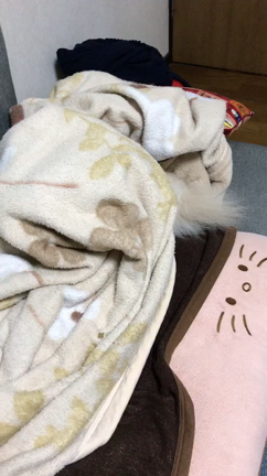 今日のわんこの記事動画