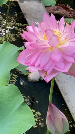 ピアノ始めて1年半　40代ピアノ初心者ママのムーンリバーの記事動画