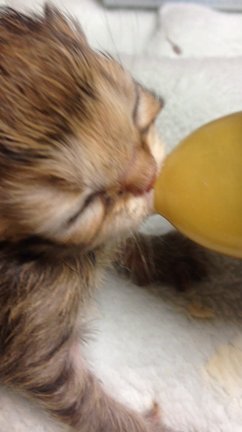 こをなに成長したよの記事動画