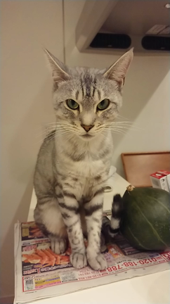 スローモーションの記事動画