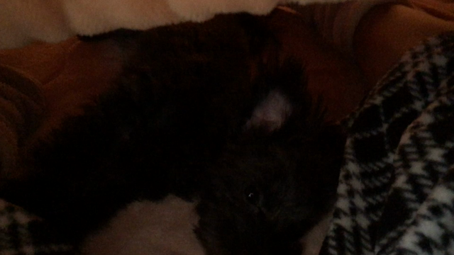 ひっつき虫さん~みーっけた♡の記事動画