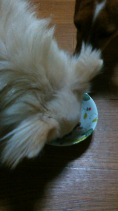 「無添加ドッグフード安心」の記事動画