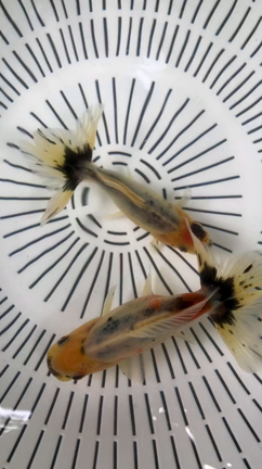 鈴木東学会　ヌルヌルの練習の記事動画