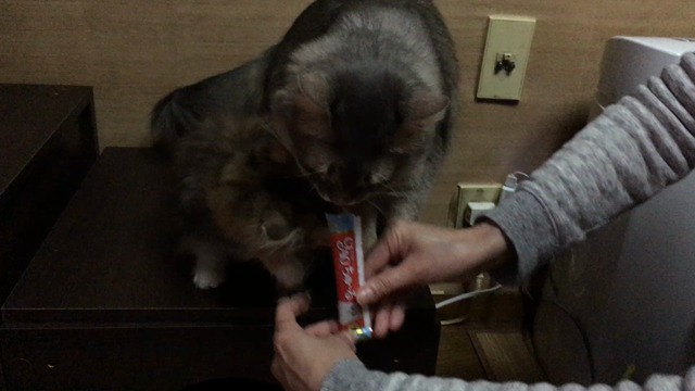 おうち最高の記事動画