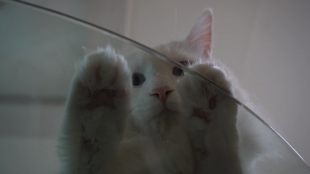 ありがとうございました ;)の記事動画