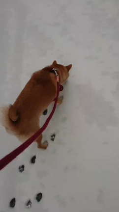 雪とココちゃんの記事動画