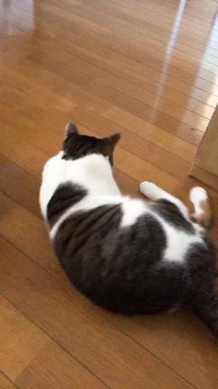 もしかしておしるしかも！？それと猫にまたたびをあげた結果、、の記事動画