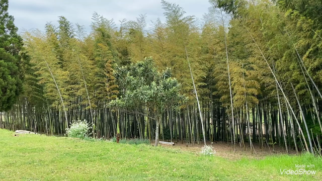 好きなことだけして生きていくの記事動画