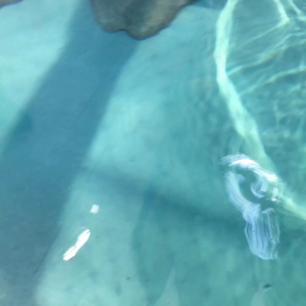 ニフレルのヒトたちの記事動画