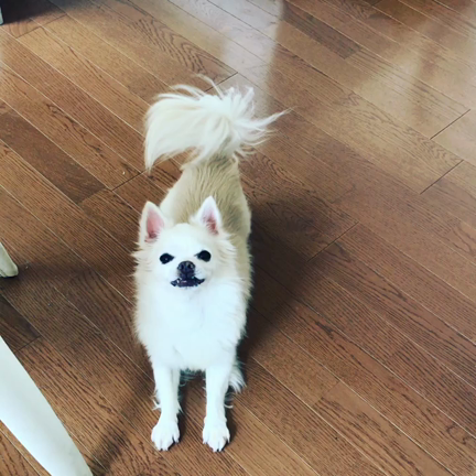 パパン@八丁堀の記事動画