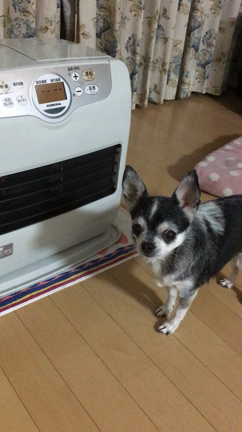 こんばんは。の記事動画