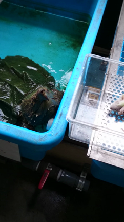 ワニガメの餌やり カメ大好きおっさんブログ