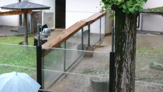 初お披露目（「いきものAZ」からの移行）の記事動画