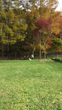 サラと旅行21回目〜北軽井沢 Wood Pecker〜の記事動画