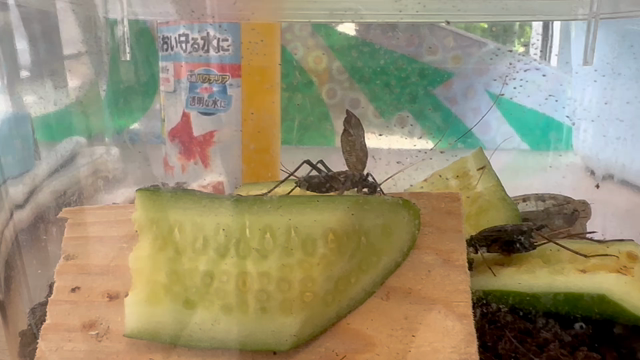 仲間がふえましたの記事動画