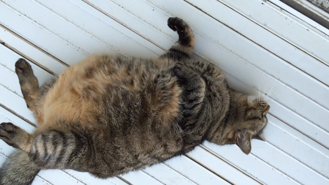 姫ちゃん特集！の記事動画