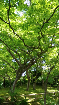 初夏の京都♡吉田山～真如堂の記事動画