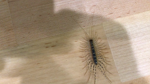 ゲジゲジ気持ちわる！の記事動画