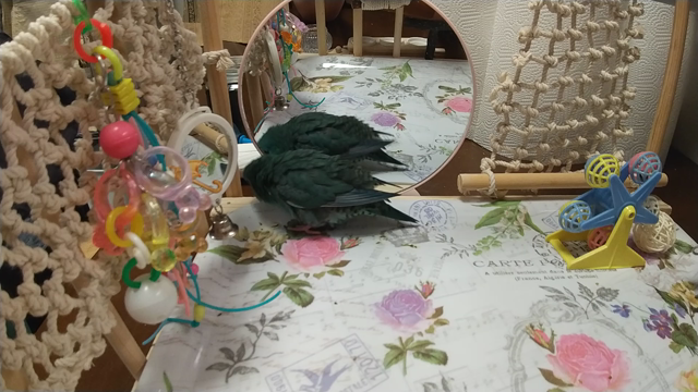 不思議ちゃん　#今日のおみくじの記事動画