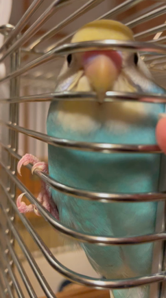 セキセイインコ　鳴き声の謎の記事動画