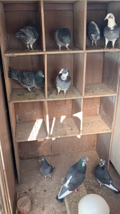 2022/03/02晴れの記事動画