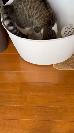 これはリピの記事動画