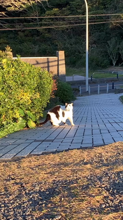 2021/11/29の記事動画