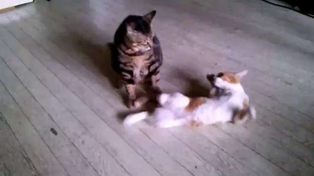 思い出の記事動画