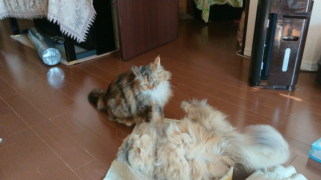 きつねVSたぬき（動画:編集ナシ)☆彡の記事動画