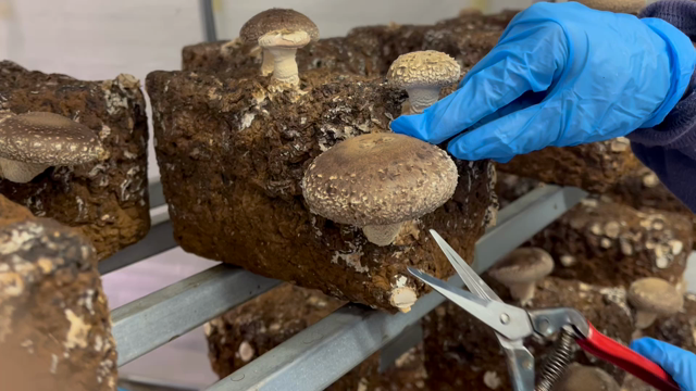 椎茸収穫についての記事動画