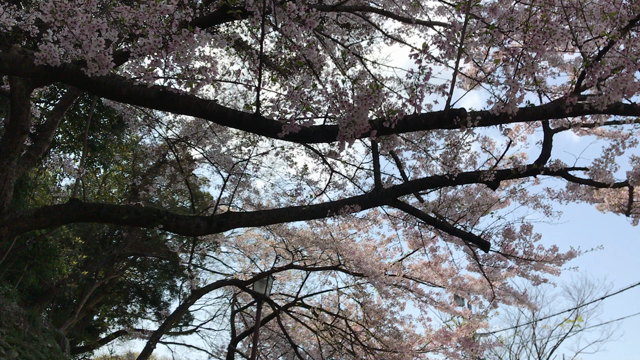 和歌山城への記事動画