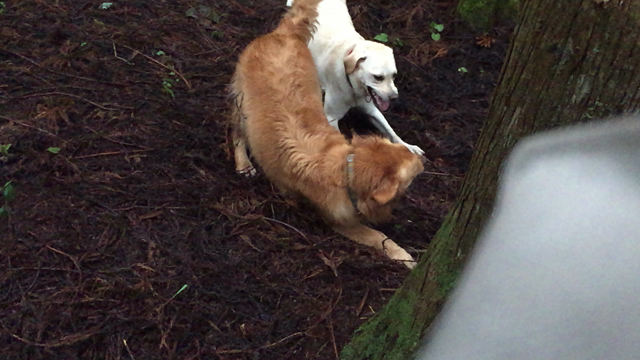 ２週 連続のwoofの記事動画