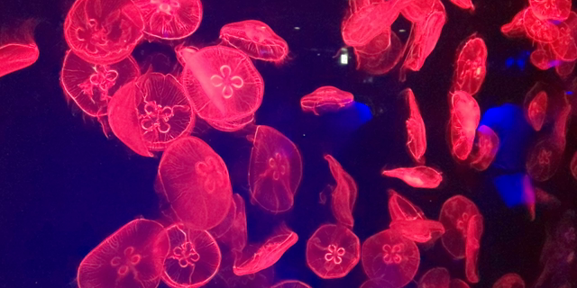 名古屋港水族館への記事動画